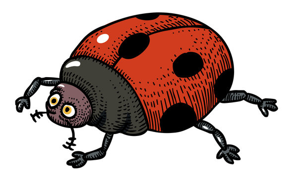 Cartoon image of ladybug. An artistic freehand picture.