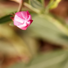 Pink oleander bud close-up on a green blurred background