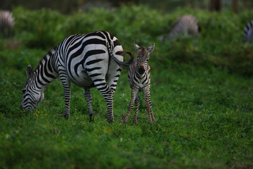 zebra