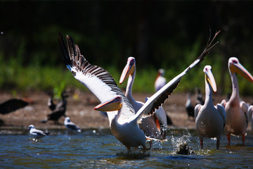 pelican