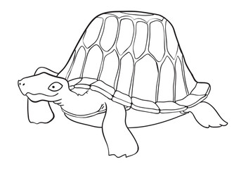 Cartoon image of turtle. An artistic freehand picture.