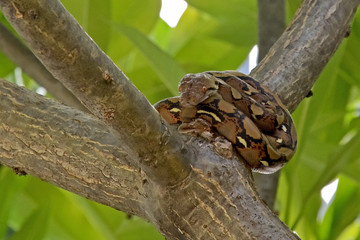 A small python lying on a tree