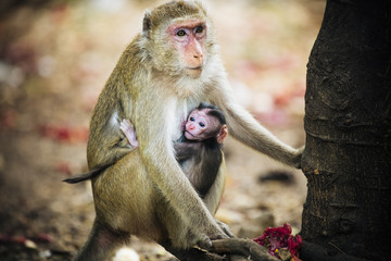 Long tail macaque monkey