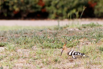 Hoopoe Bird on the grass looking for a food