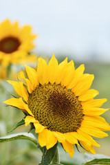 Fototapeta premium 向日葵の花