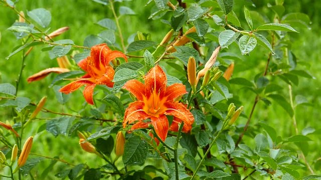 Flowering cream Hemerocalis - Daliilli and Lilium - aromatic cream Large drops of rain. Slow motion.