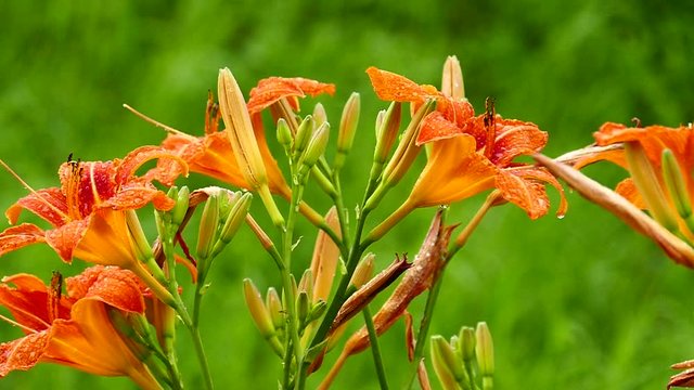 Flowering cream Hemerocalis - Daliilli and Lilium - aromatic cream Large drops of rain. Slow motion.