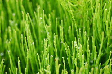 Obraz na płótnie Canvas Fresh green grass with dew drops closeup.