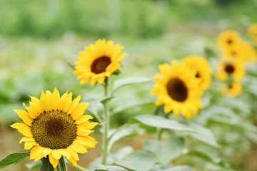 向日葵の花