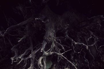 dark tree roots forest detail background