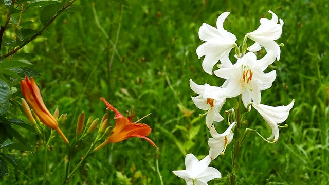 Flowering cream Hemerocalis - Daliilli and Lilium - aromatic cream Large drops of rain. Slow motion.