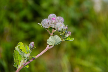 Blooming burdock (Arctium lappa)
