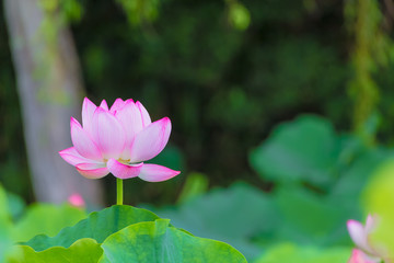 The Lotus Flower.Background is the lotus leaf and lotus bud.Shooting location is Yokohama, Kanagawa Prefecture Japan.