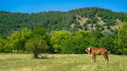 Fototapeta na wymiar Horse on the meadow.