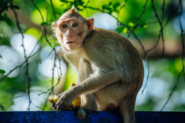 Long tail macaque monkey