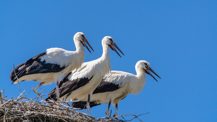 A family of storks in a nest.