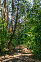 Obraz premium Road in the forest