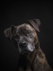 Boxer Staffordshire Hund