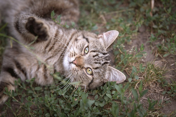 Photo of a gray cat