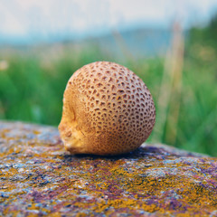 scleroderma citrinum mushroom