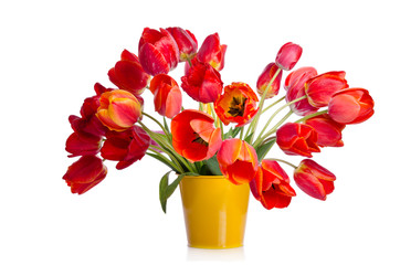 Beautiful bouquet of colorful tulips in yellow pot isolated on white background