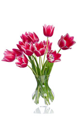 Bouquet of beautiful pink tulips in transparent vase isolated on white background