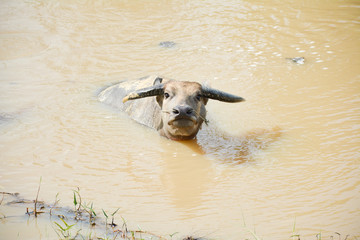 Water buffalo in summer