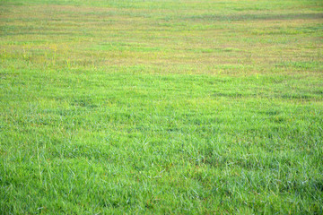 Green grass background