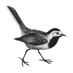 White Wagtail (Motacilla alba) - vintage illustration