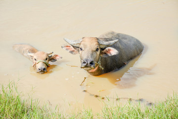 Water buffalo in summer