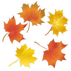 Set of colorful maple leaves