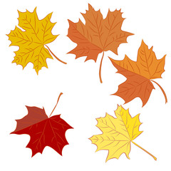 Naklejka na ściany i meble Set of colorful maple leaves