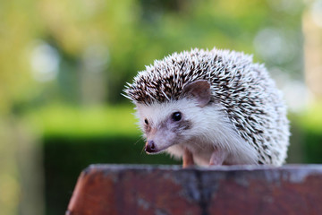 Cute hedgehog - 165426035