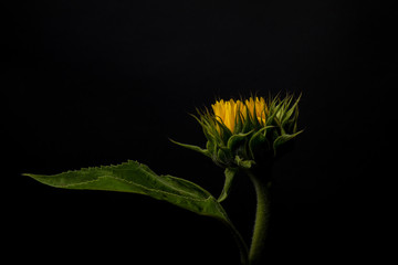 A single Sunflower isolated on a black background. Different ang