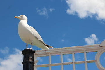 Möwe auf dem Pier am Strand von Brighton England