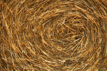 Close up of a large, round wheat hay bale. Agricultural background texture