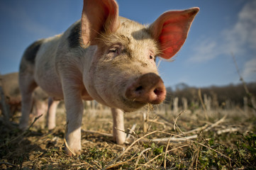 Schwein auf dem Feld