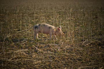 Schwein auf dem Feld