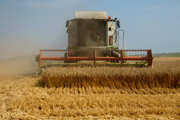 Front view of a combine harvester working on a golden ripe wheat field on a bright summer day. Lot of grain dust in the air