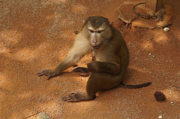 monkey