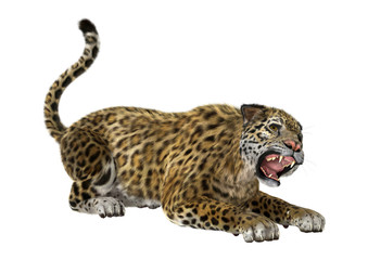 3D Rendering Big Cat Jaguar on White