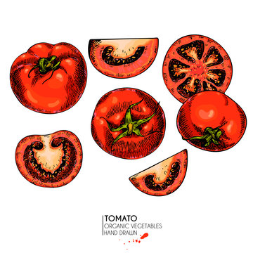 Vector hand drawn set of farm vegetables. Isolated tomatoes. Engraved colored art. Organic sketched vegetarian objects.