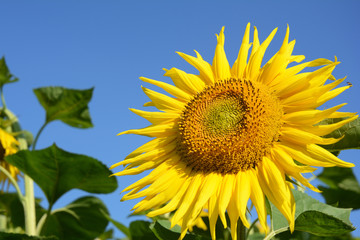 Sunflower with sunflower field.  Close up on beautiful Sunflower as a concept of sunflower oil industry