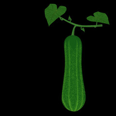 Isolate cucumber on stem on background

