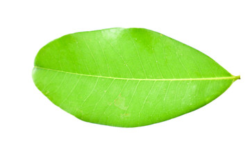 Green leaves on a white background