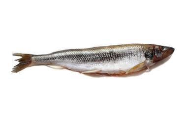 Silver fish isolated on white background