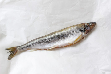 Silver fish isolated on white paper