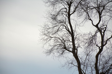 Dead tree without leaves