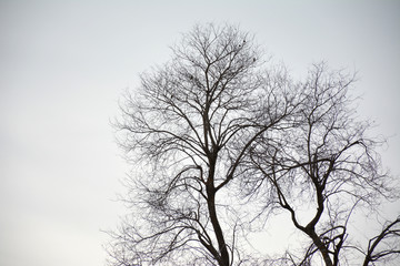 Fototapeta na wymiar Dead tree without leaves