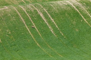 South Moravian fields, Czech Republic fields, moravia hills, czech landscape, moravian landscape